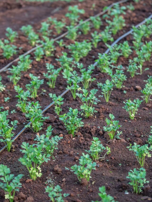 California and the Australian state of Queensland ink new partnership to accelerate climate resilience, agricultural technology, and innovation – California State Portal | CA.gov