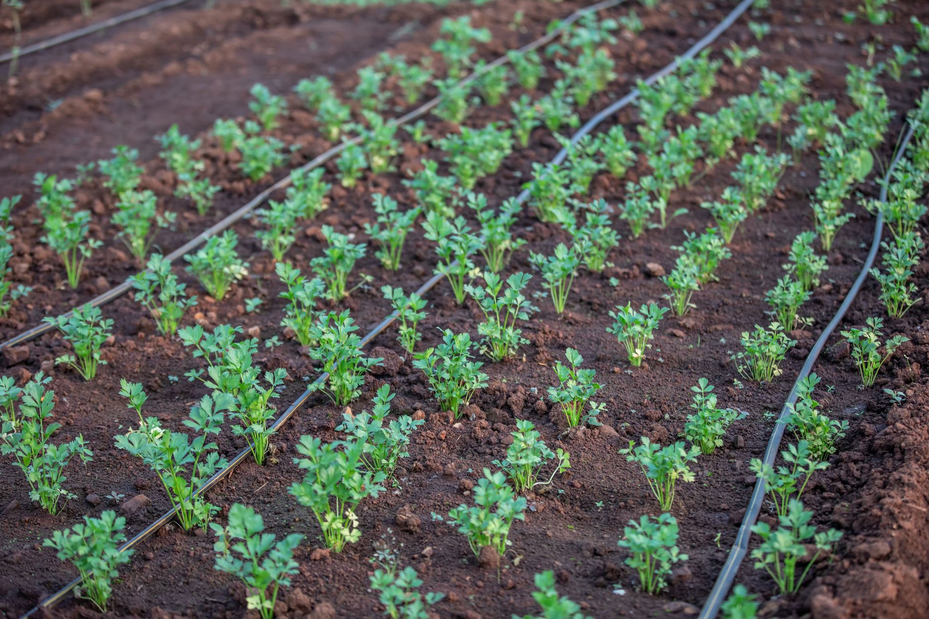 California and the Australian state of Queensland ink new partnership to accelerate climate resilience, agricultural technology, and innovation – California State Portal | CA.gov