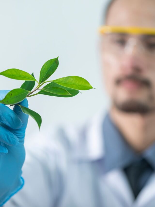Thailand urged to turn herbs into high-value health products – Nation Thailand