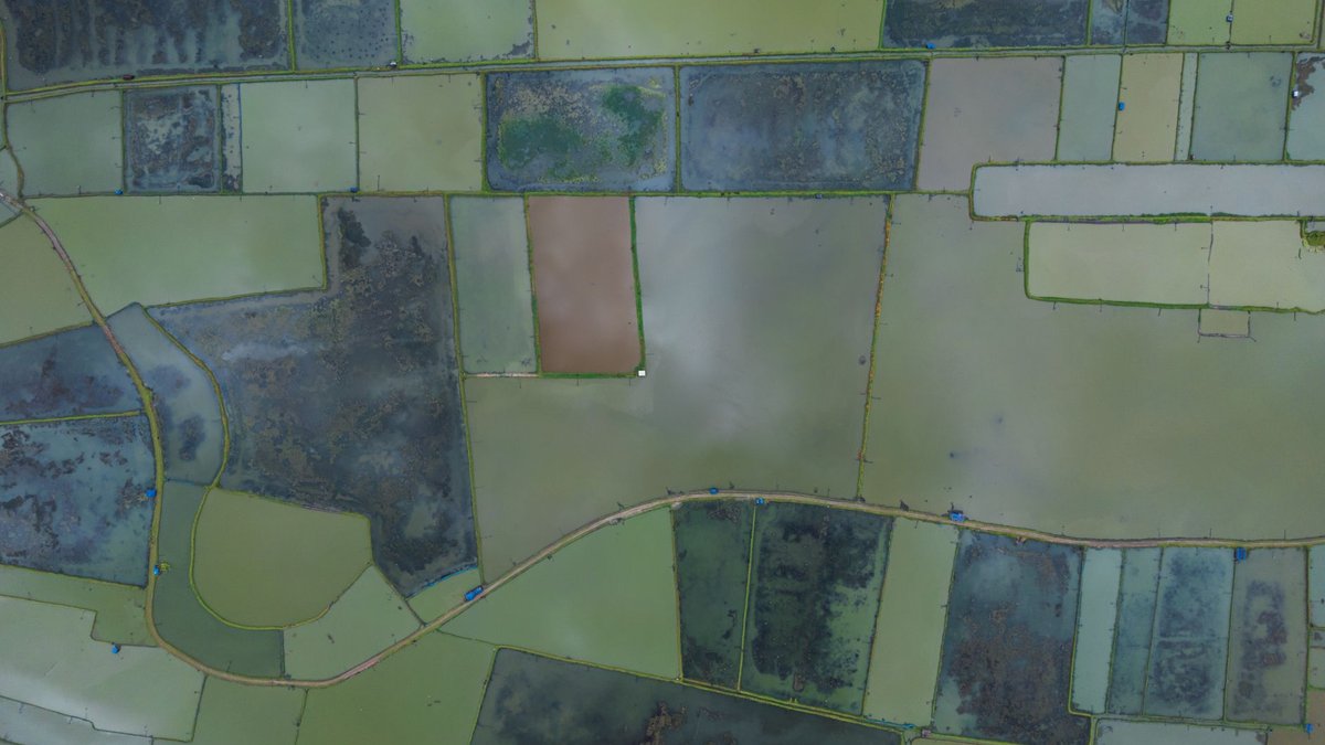 StrainScan Pro: A Retrospective on Agricultural Innovation