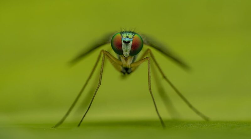 Revolutionary Butterfly Microrobots: A New Era in Micro-Propulsion
